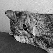 Chatoune a rejoint le concours — aidez-le/la à gagner de superbes lots ! animal, black_and_white, cat, close_up, cozy, cute, eye, feline, fur, head, indoor, paw, pet, portrait, relaxed, resting, sleepy, soft_surface, texture, whiskers