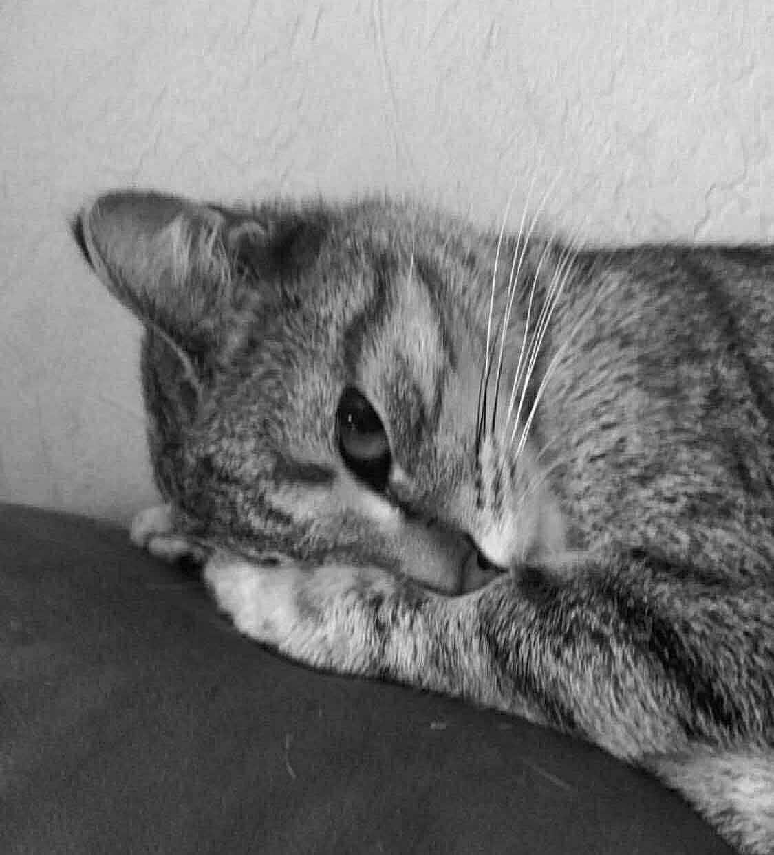 Chatoune