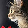 Chatoune a rejoint le concours — aidez-le/la à gagner de superbes lots ! animal, cat, close_up, computer, curious, cute, domestic_cat, ears, feline, fur, heart_graphic, indoor, keyboard, pet, profile, red_heart, side_view, soft_light, tabby, whiskers