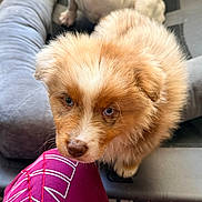 Loki a rejoint le concours — aidez-le/la à gagner de superbes lots ! puppy, dog, blue_eyes, fluffy, pet_bed, curious, brown, white, indoor, close_up, animal, cute, young_dog, domestic_animal, furry, canine, companion, pet, relaxed, background_dog