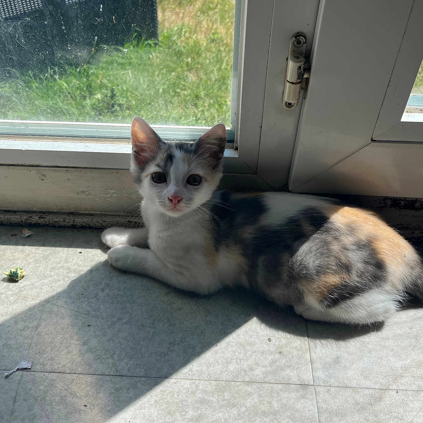 Athena a rejoint le concours — aidez-le/la à gagner de superbes lots ! animal, calico, cat, curious, domestic, ears, floor, fur, indoor, kitten, looking, pet, quiet, resting, shadow, sunlight, tail, whiskers, window, young