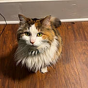 Zoey is registered to the contest to win money with this photo: alert, animal, calico, cat, companion, curious, cute, domestic_animal, feline, fluffy, fur, home, indoor, looking_up, mammal, pet, sitting, whiskers, wooden_floor, yellow_eyes