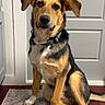 animal, black, brown, canine, collar, dog, door, ears, floor, fur, house, indoor, looking, paw, pet, portrait, rug, sitting, tan, wooden_floor