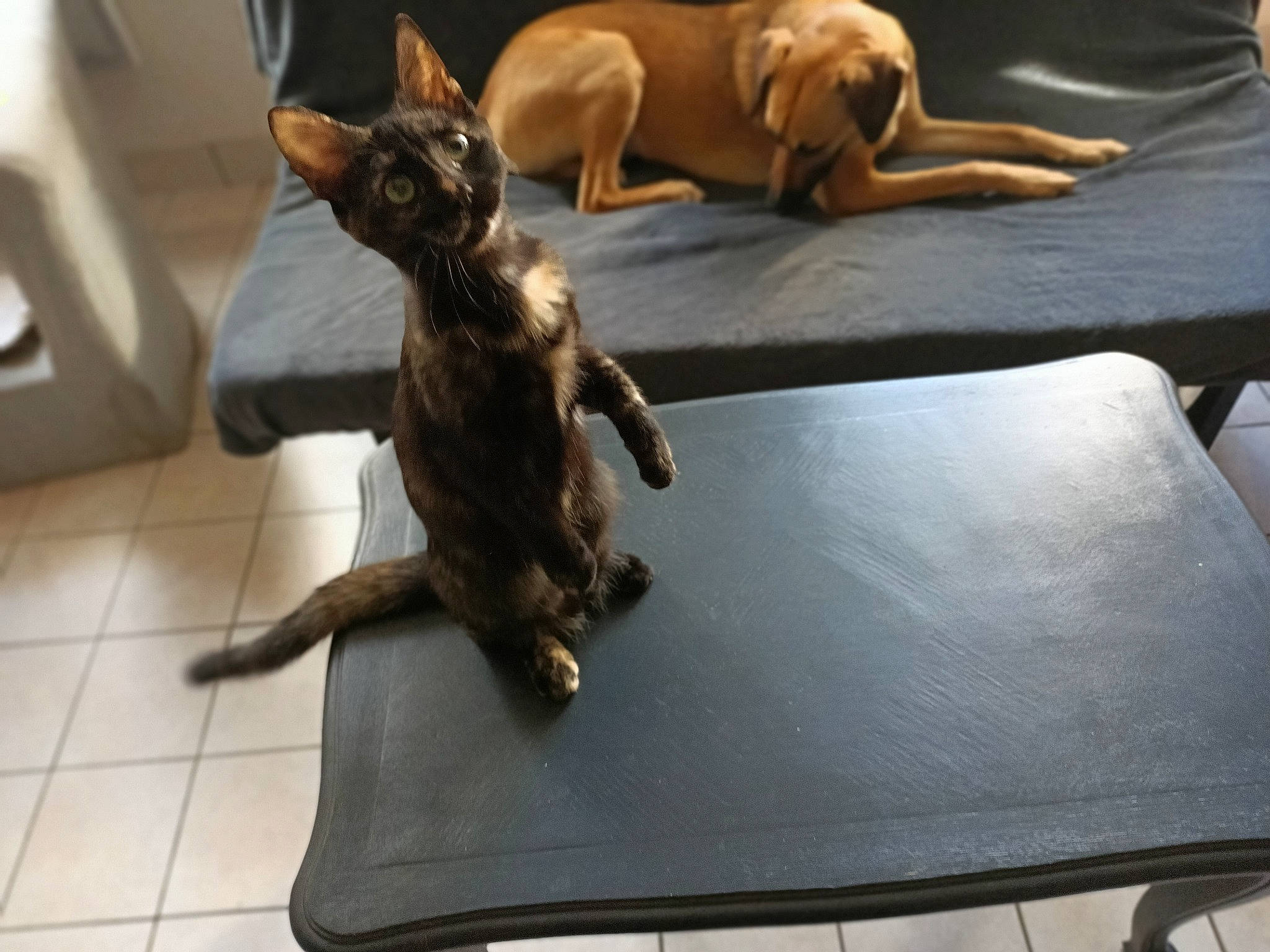 Bell'S a rejoint le concours — aidez-le/la à gagner de superbes lots ! canidae, carnivore, comfort, companion_dog, dog, dog_breed, fawn, felidae, flooring, guard_dog, hardwood, liver, paw, snout, sporting_group, table, tail, toy_dog, wood, working_animal