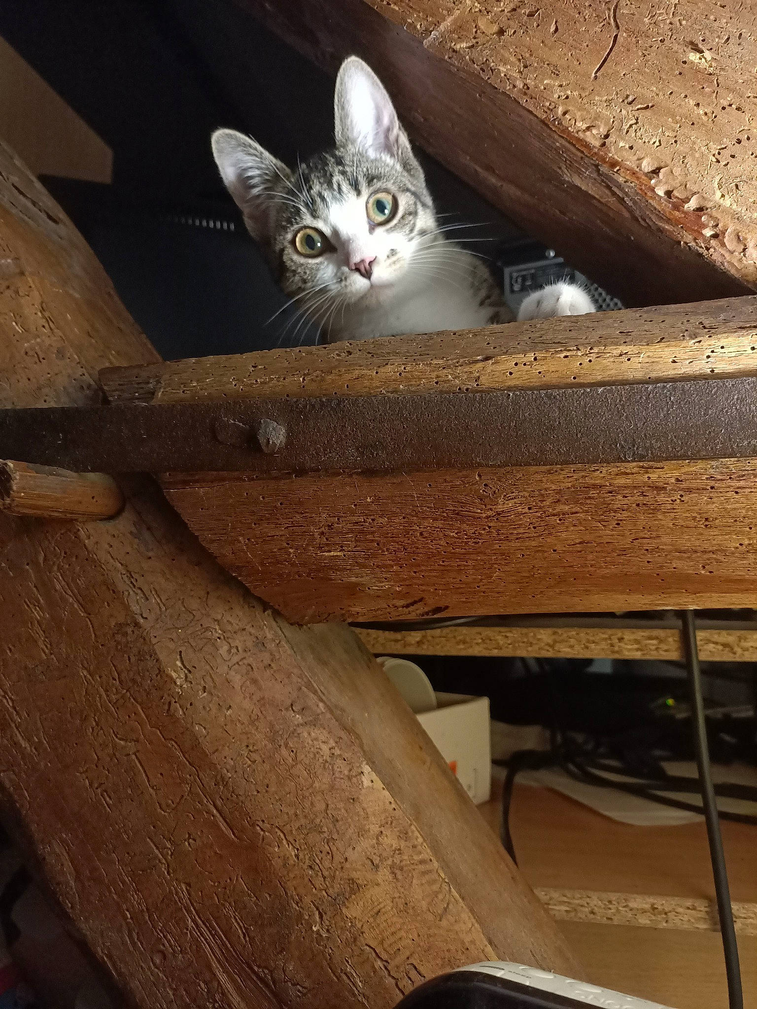 Maya a rejoint le concours — aidez-le/la à gagner de superbes lots ! auto_part, carnivore, cat, ceiling, chair, domestic_short_haired_cat, felidae, hardwood, metal, plywood, room, shelf, sitting, small_to_medium_sized_cats, stairs, tints_and_shades, vehicle, whiskers, wood, wood_stain