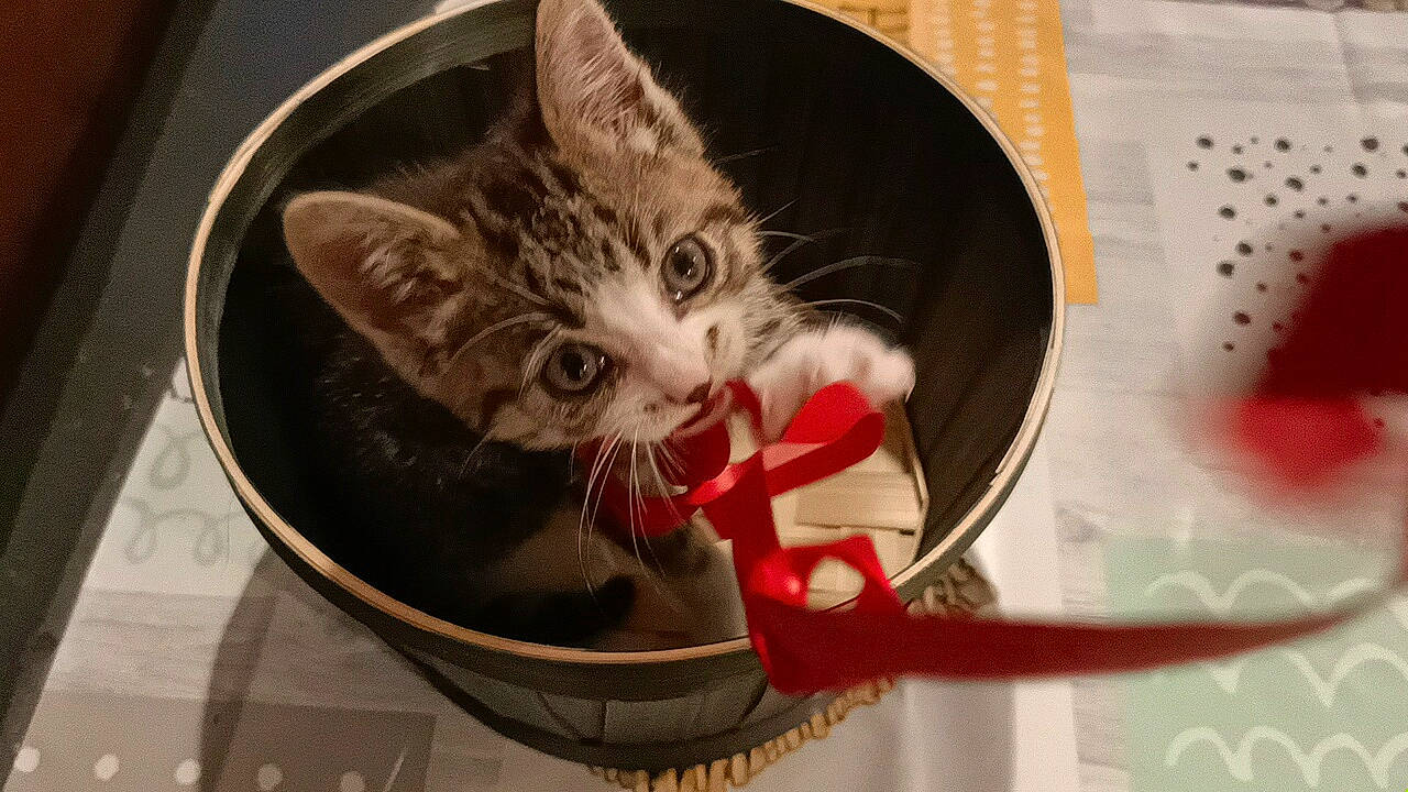 Maya a rejoint le concours — aidez-le/la à gagner de superbes lots ! audio_equipment, bag, basket, box, cable, carmine, carnivore, cat, cat_supply, domestic_short_haired_cat, eyewear, fashion_accessory, felidae, fur, paw, photo_caption, small_to_medium_sized_cats, tableware, whiskers, wire