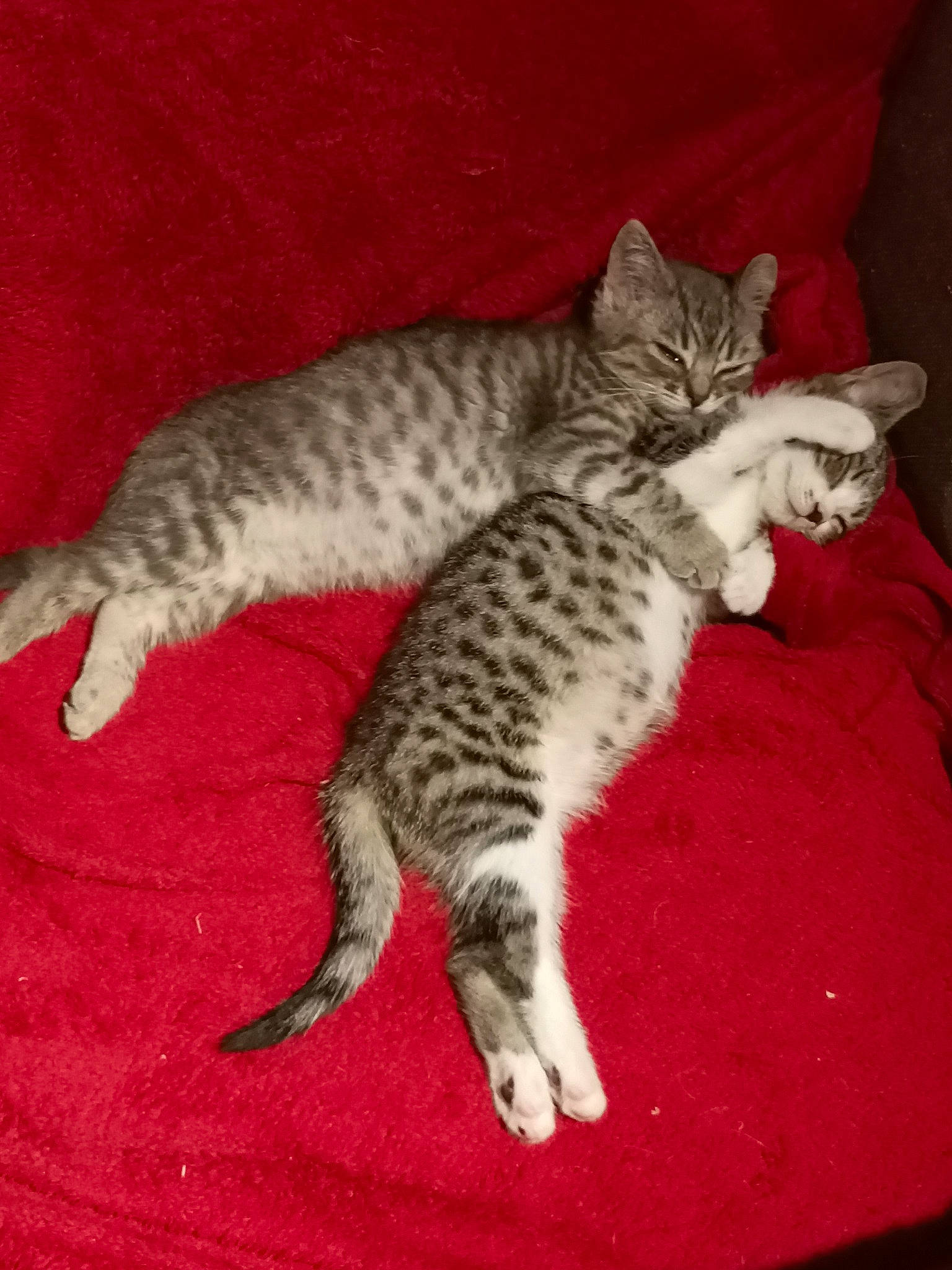 Maya a rejoint le concours — aidez-le/la à gagner de superbes lots ! carnivore, carpet, cat, claw, domestic_short_haired_cat, felidae, flooring, fur, nap, paw, small_to_medium_sized_cats, snout, tail, whiskers