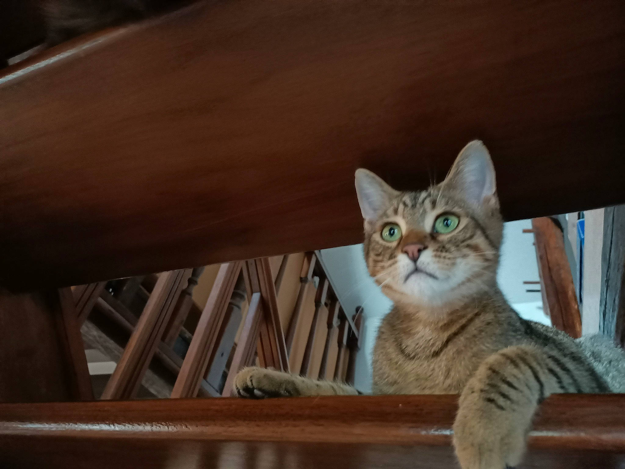 Jingle a rejoint le concours — aidez-le/la à gagner de superbes lots ! carnivore, cat, domestic_short_haired_cat, door, fawn, felidae, fur, hardwood, paw, sitting, small_to_medium_sized_cats, snout, tail, tree, whiskers, wildlife, window, wood