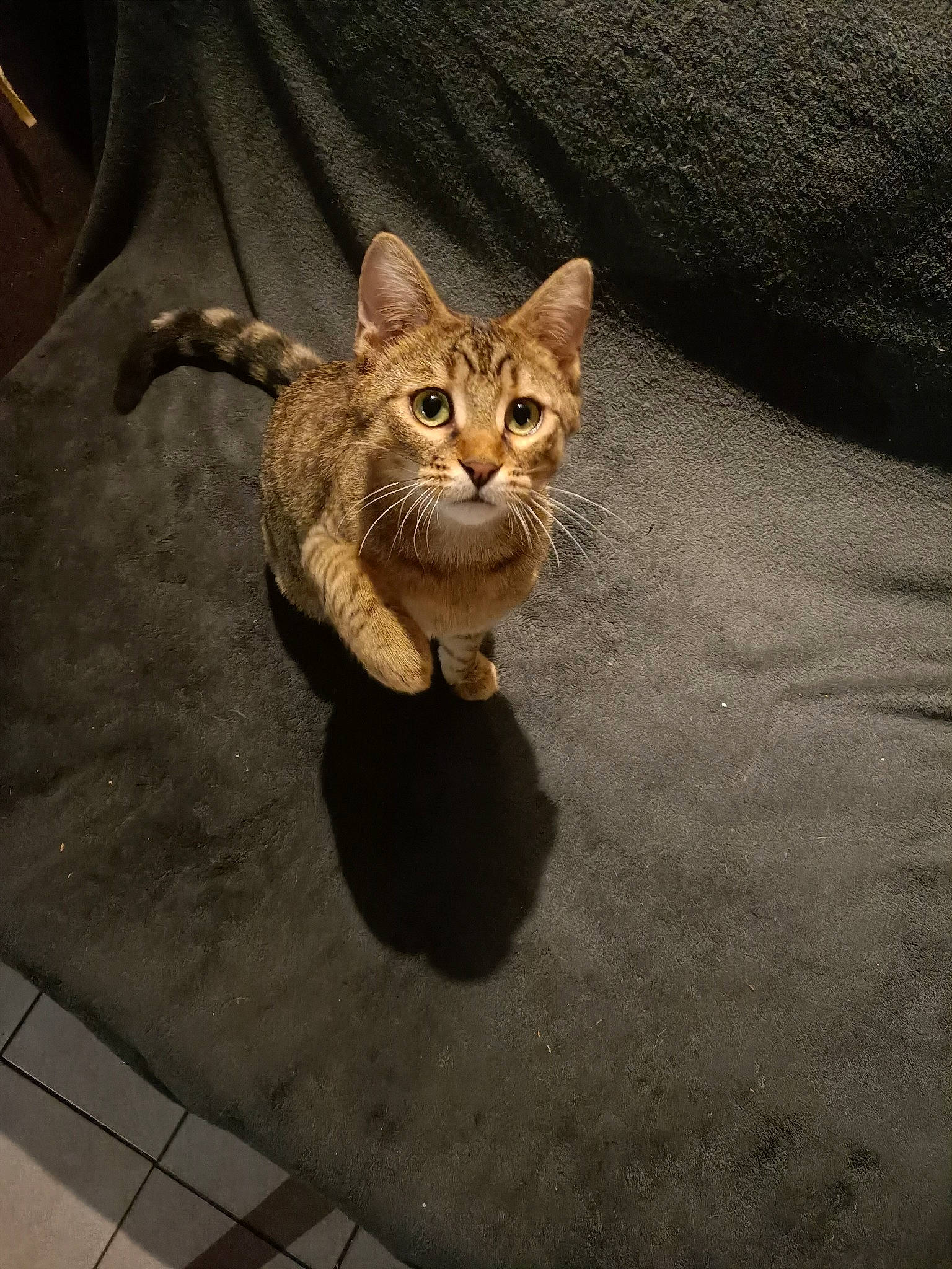 Jingle a rejoint le concours — aidez-le/la à gagner de superbes lots ! carnivore, cat, claw, domestic_short_haired_cat, door, fawn, felidae, flooring, fur, metal, paw, shadow, small_to_medium_sized_cats, snout, tail, terrestrial_animal, whiskers, wildlife, window, wood