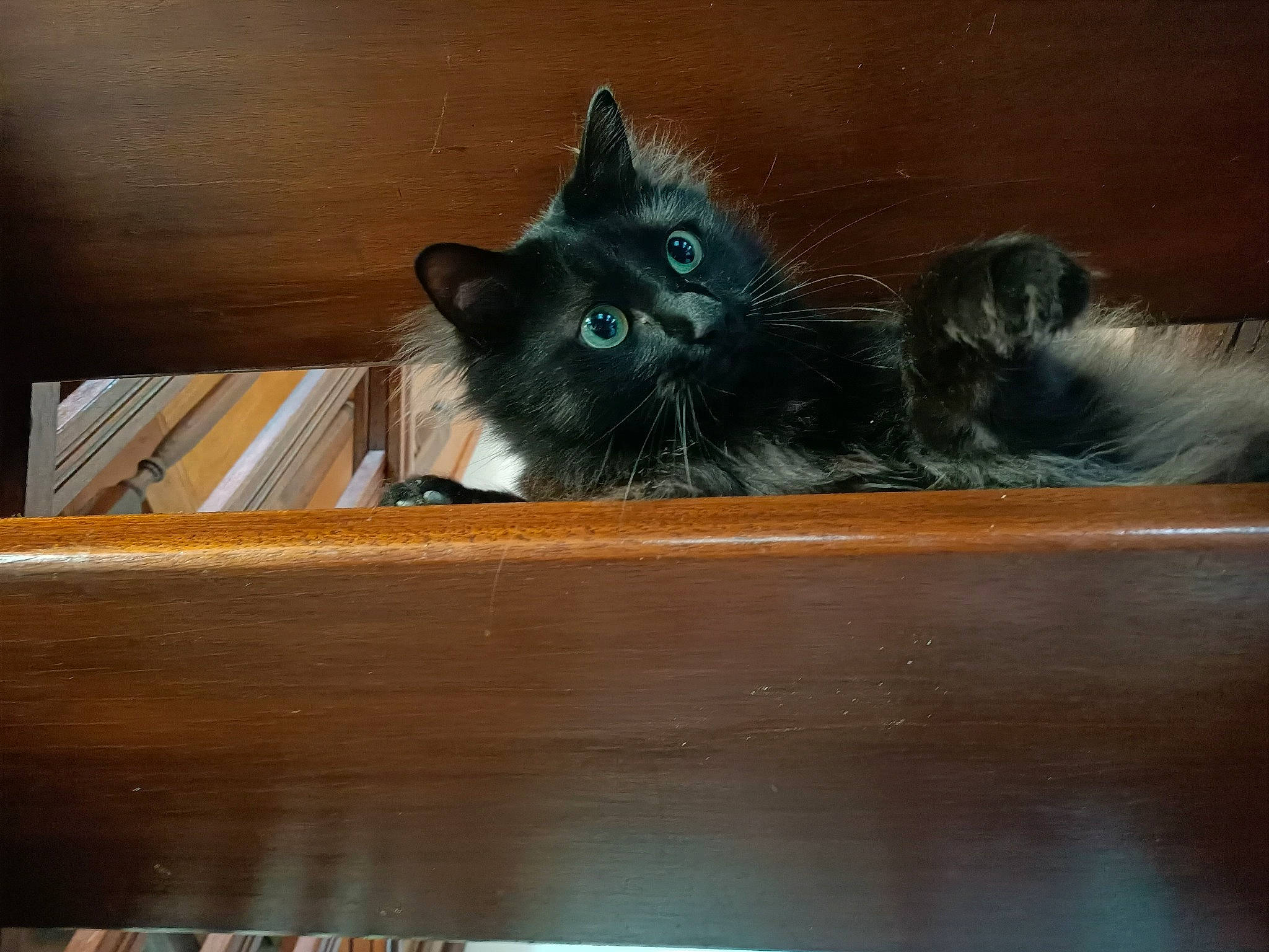 Bouba participe au concours pour gagner de l'argent avec cette photo : black_cat, carnivore, cat, claw, domestic_short_haired_cat, drawer, felidae, flowerpot, fur, hardwood, paw, plant, plywood, small_to_medium_sized_cats, tail, varnish, whiskers, window, wood, wood_stain