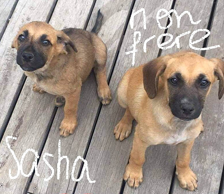 Sasha a rejoint le concours — aidez-le/la à gagner de superbes lots ! ancient_dog_breeds, canidae, carnivore, companion_dog, dog, dog_breed, fawn, handwriting, paw, pet_supply, puppy, snout, sporting_group, terrestrial_animal, wood, working_animal, working_dog