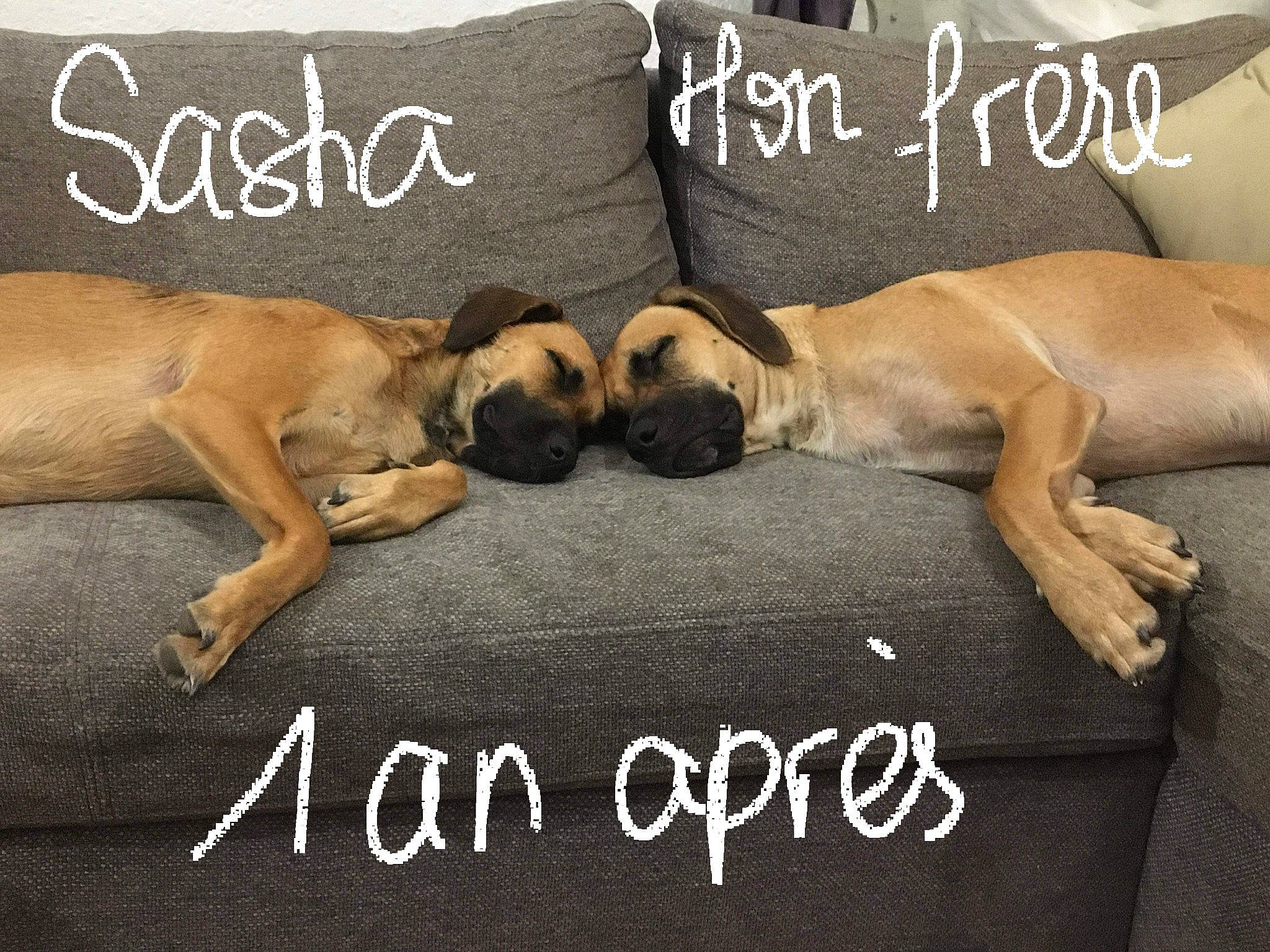 Sasha a rejoint le concours — aidez-le/la à gagner de superbes lots ! canidae, carnivore, comfort, companion_dog, dog, dog_breed, dog_supply, fawn, flooring, font, handwriting, linens, morning, paw, pet_supply, photo_caption, rectangle, snout, sporting_group, terrestrial_animal