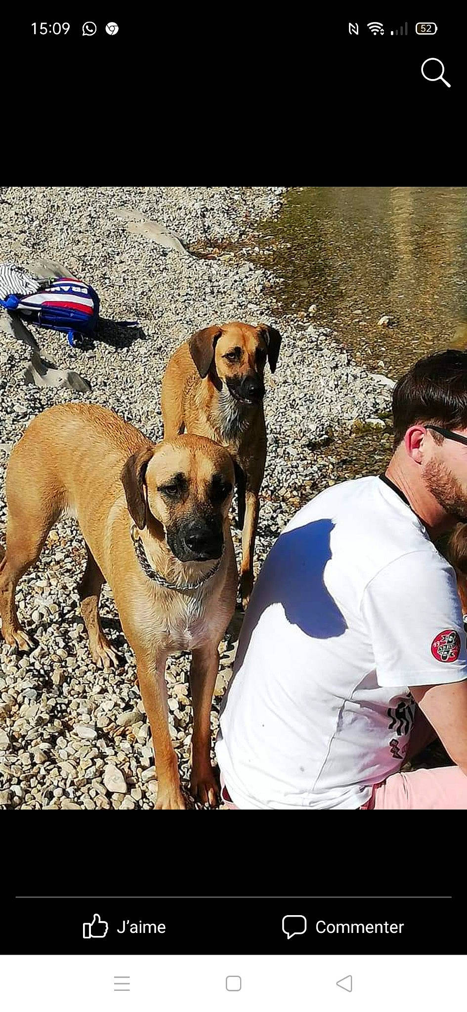 Sasha participe au concours pour gagner de l'argent avec cette photo : ancient_dog_breeds, beach, canidae, carnivore, collar, companion_dog, dog, dog_breed, dog_collar, fawn, guard_dog, hound, hunting_dog, pet_supply, sporting_group, t_shirt, water, working_animal, working_dog