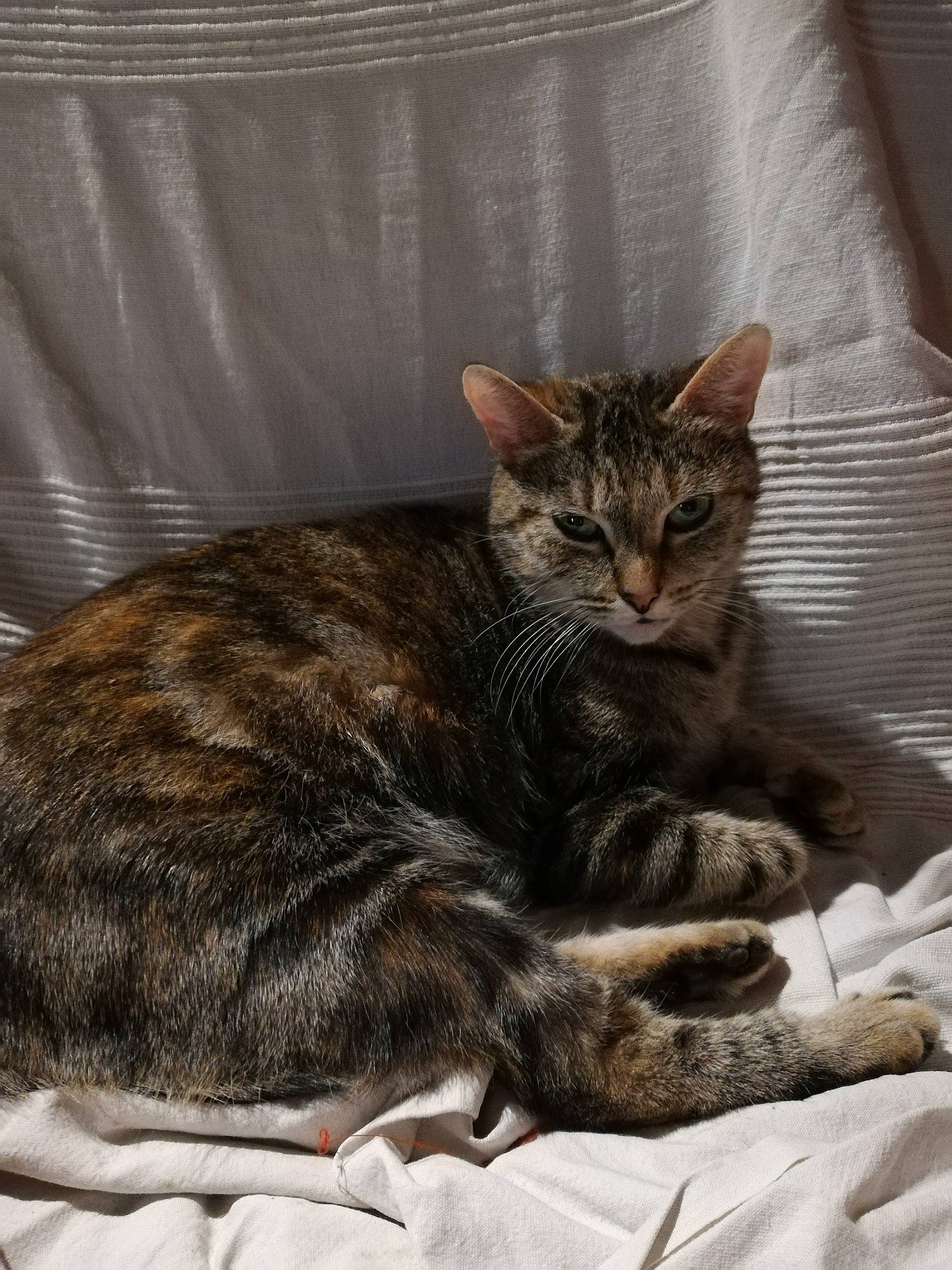 Lola participe au concours pour gagner de l'argent avec cette photo : carnivore, cat, claw, comfort, couch, domestic_short_haired_cat, felidae, fur, grey, linens, nap, paw, sitting, small_to_medium_sized_cats, snout, tail, terrestrial_animal, tree, whiskers, wildlife