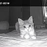 Stella is registered to the contest to win money with this photo: animal, bed, bedding, bedroom, black_and_white, cat, ears, eyes, fluffy, fur, home, indoors, kitten, night_vision, pet, portrait, screenshot, security_camera, whiskers, window