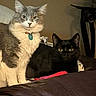 animal, bed, bedroom, black_cat, cat, cats, collar, companions, ears, eyes, fluffy, furniture, gray_cat, indoors, long_hair, pet, portrait, short_hair, tag, whiskers
