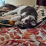 animal, bed, blanket, cat, cozy, ears, eyes, face, gray_and_white, indoor, kitten, lying_down, orange_toy, patterned_fabric, paws, pet, playful, tail, upside_down, whiskers