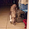 animal, cat, crate, fluffy_cat, furniture, gallery, hallway, home, household, indoor, long_hair, pet, pet_carrier, phone_screen, photograph, rear_view, storage, tail_up, tile_floor, walking
