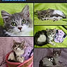 Stella joined the competition — help win amazing prizes! adoption, animal, cat, collage, fluffy, gray_and_white, green_blanket, indoors, kitten, kittens, long_hair, lying_down, pet, pink_blanket, plush_toy, portrait, rescue, screenshot, sitting, social_media