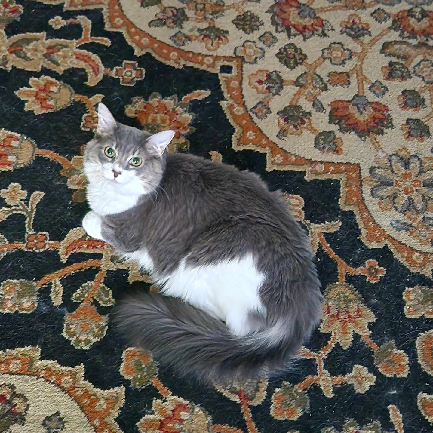 Stella