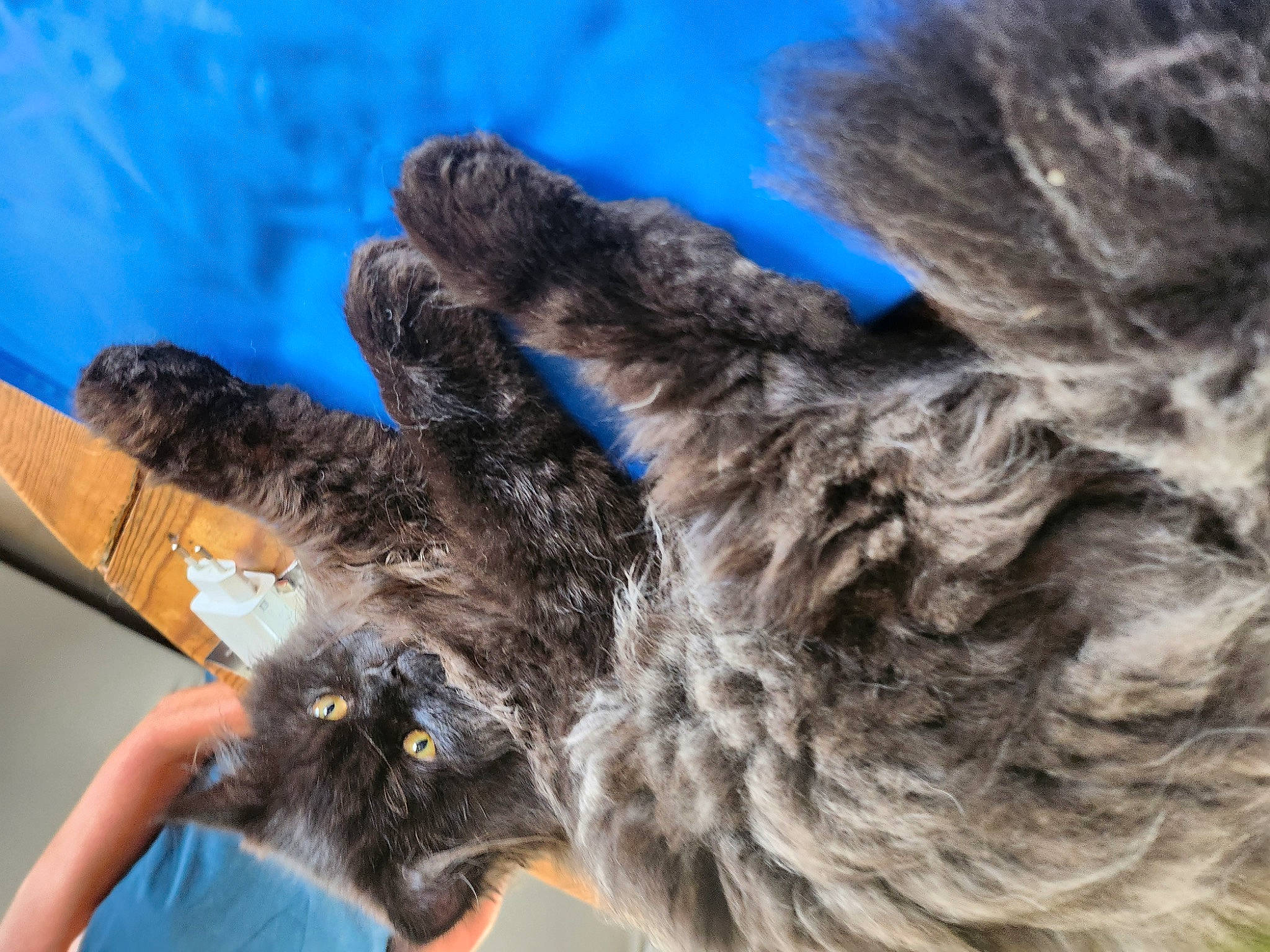 Soju participe au concours pour gagner de l'argent avec cette photo : canidae, claw, dog_breed, electric_blue, felidae, fur, liver, natural_material, paw, small_to_medium_sized_cats, snout, sporting_group, tail, terrestrial_animal, wildlife, wood