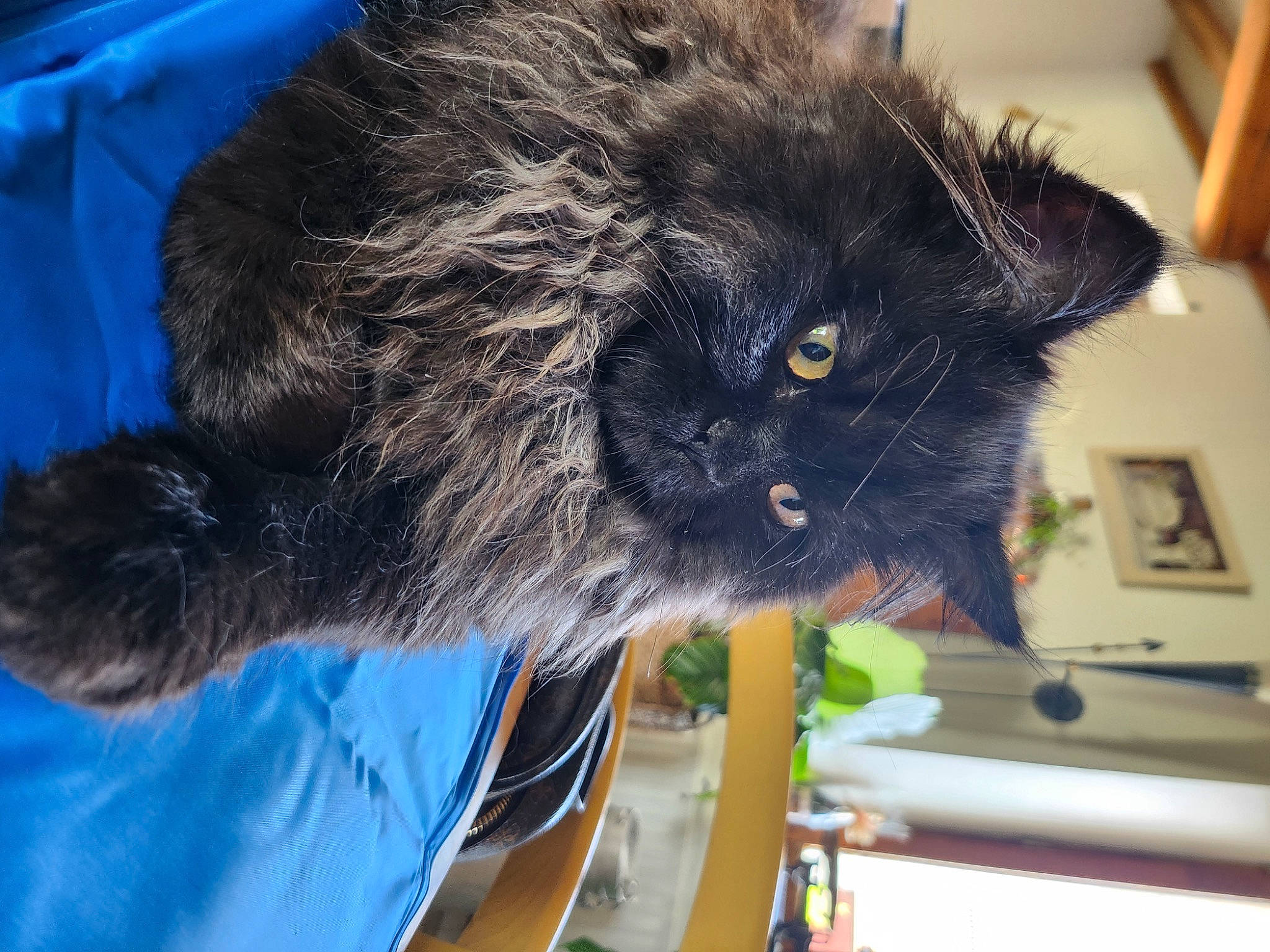 Soju participe au concours pour gagner de l'argent avec cette photo : black_cat, bombay, carnivore, cat, claw, domestic_short_haired_cat, electric_blue, felidae, fur, grey, plant, russian_blue, small_to_medium_sized_cats, snout, tail, whiskers