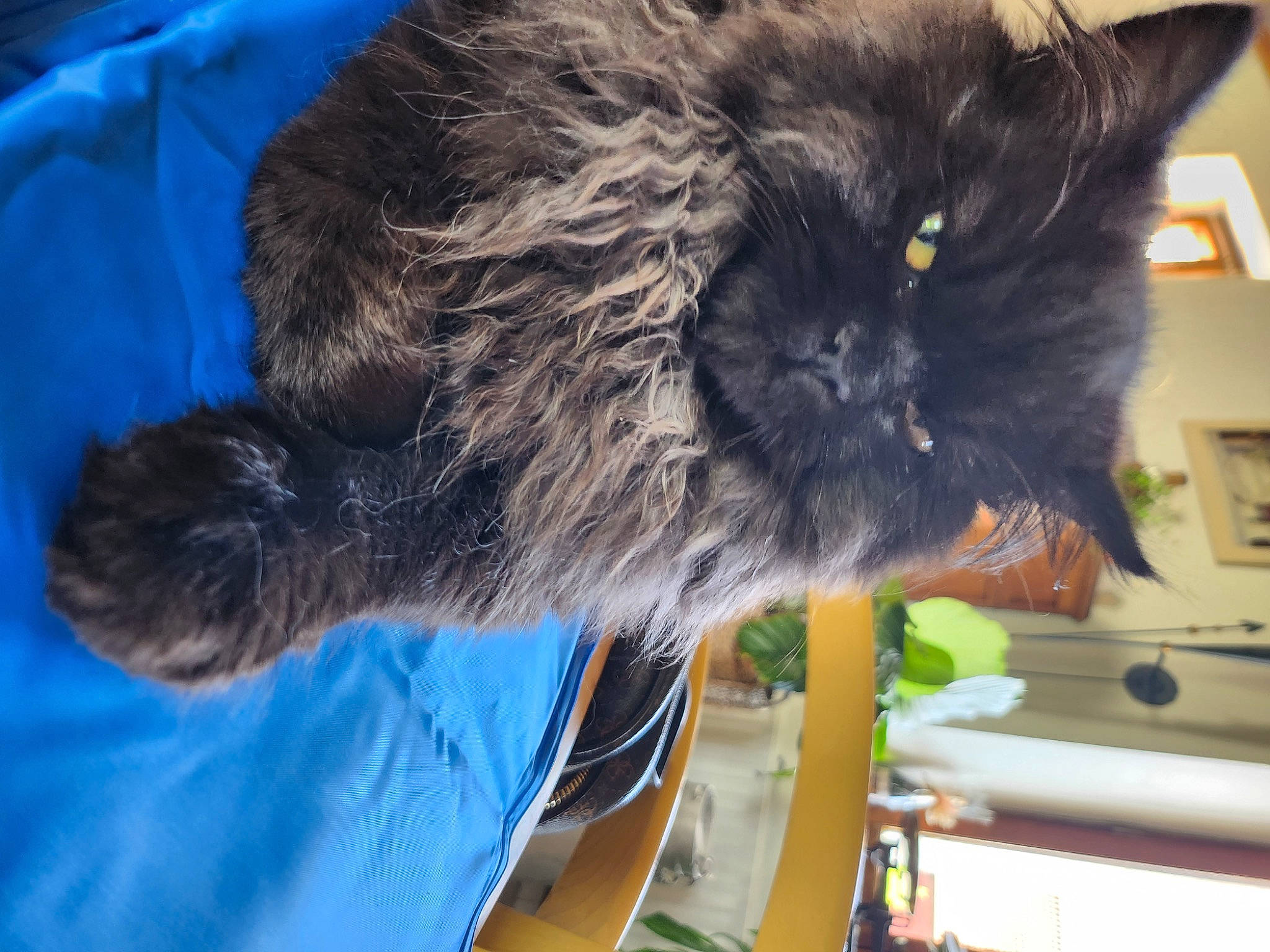 Soju a rejoint le concours — aidez-le/la à gagner de superbes lots ! black_cat, carnivore, cat, claw, dog_breed, domestic_short_haired_cat, electric_blue, felidae, fur, small_to_medium_sized_cats, tail, terrestrial_animal, whiskers