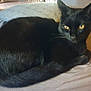 animal, black_cat, cat, cozy, cushion, cute, domestic_cat, feline, fur, home, indoor, knitted, pet, relaxing, resting, sleepy, soft_surface, tail, whiskers, yellow_eyes