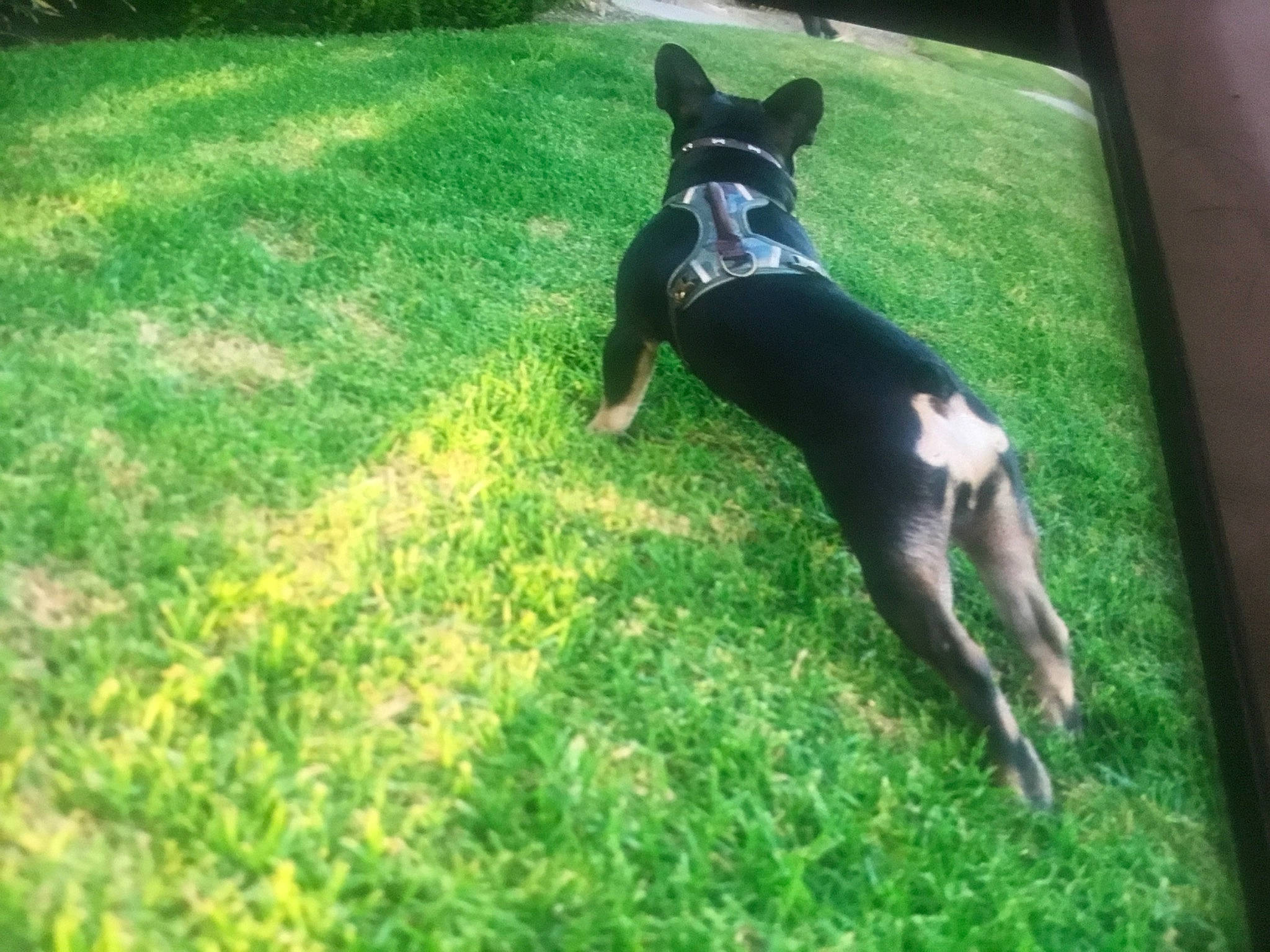 Blue is registered to the contest to win money with this photo: canidae, carnivore, companion_dog, dog, dog_breed, dog_clothes, dog_supply, event, fawn, grass, groundcover, guard_dog, pet_supply, plant, snout, sporting_group, tail, toy_dog, working_animal, working_dog