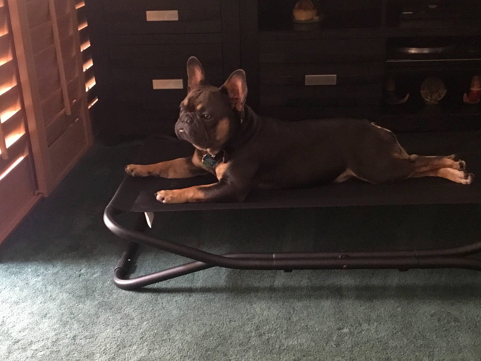 Blue is registered to the contest to win money with this photo: canidae, carnivore, chair, comfort, companion_dog, couch, darkness, dog, dog_breed, fawn, felidae, floor, flooring, hardwood, sitting, sporting_group, tail, tints_and_shades, toy_dog, wood