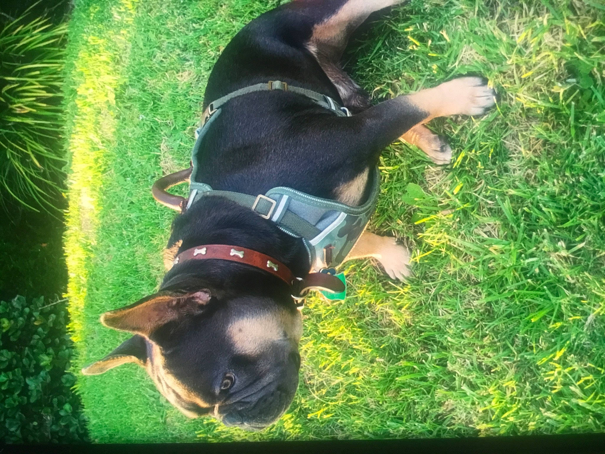 Blue is registered to the contest to win money with this photo: canidae, carnivore, collar, companion_dog, dog, dog_breed, dog_collar, dog_supply, grass, green, mammal, pet_supply, plant, snout, sporting_group, tail, terrestrial_animal, tints_and_shades, working_animal, working_dog