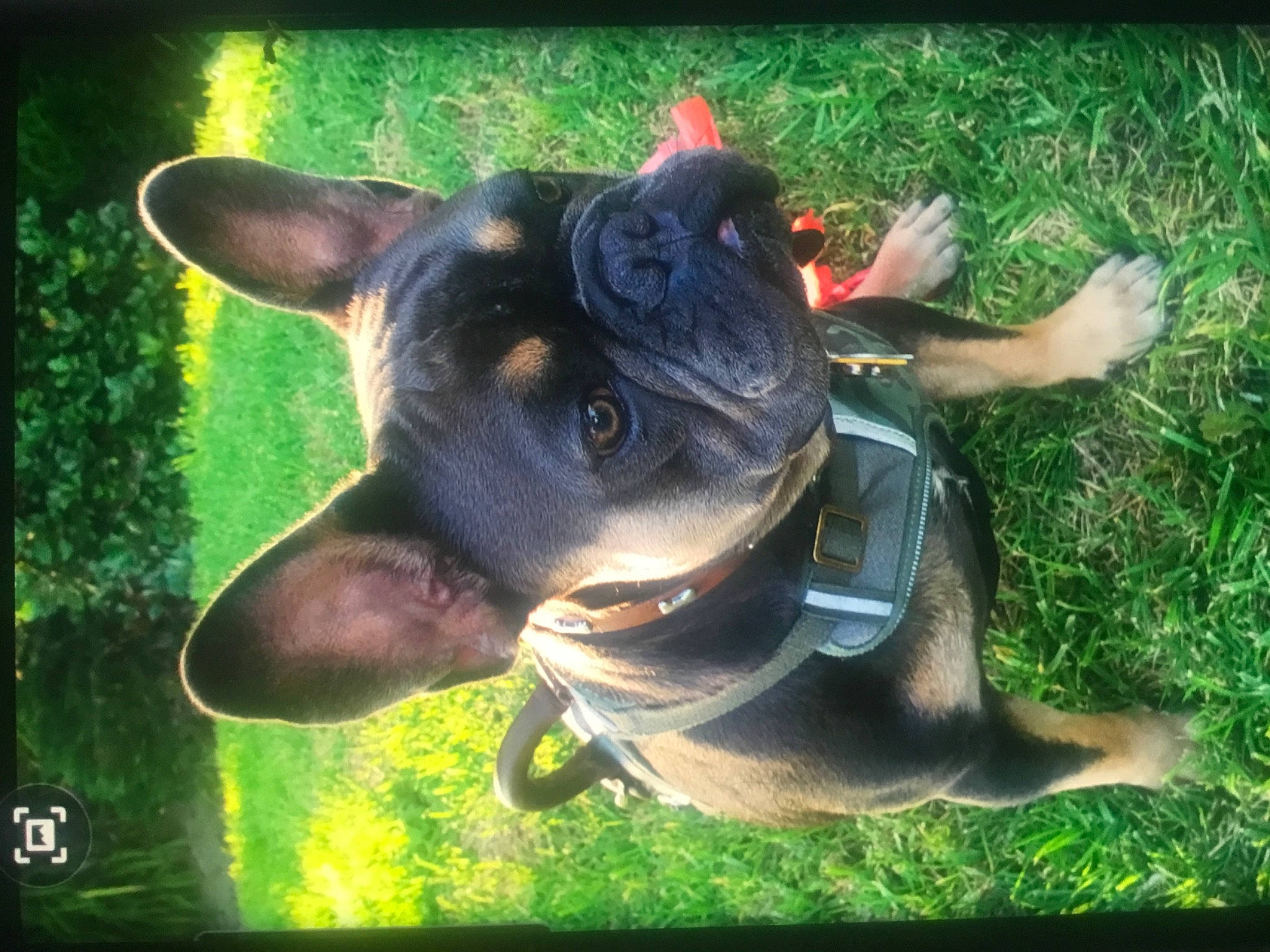 Blue joined the competition — help win amazing prizes! art, canidae, carnivore, companion_dog, dog, dog_breed, fawn, fictional_character, grass, guard_dog, happy, organism, personal_protective_equipment, plant, sporting_group, toy, toy_dog, visual_arts, whiskers, working_animal