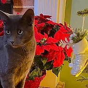 Nicky is registered to the contest to win money with this photo: cat, gray_cat, poinsettia, flower_pot, christmas_tree, holiday_lights, ornament, indoor, decor, plant, pet, feline, green_leaves, festive, seasonal, window, radiator, cozy, animal, domestic