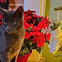 cat, gray_cat, poinsettia, flower_pot, christmas_tree, holiday_lights, ornament, indoor, decor, plant, pet, feline, green_leaves, festive, seasonal, window, radiator, cozy, animal, domestic