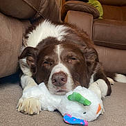 Dilly is registered to the contest to win money with this photo: animal, brown_and_white, carpet, couch, cozy, cute, dog, ears, furniture, home, indoor, living_room, paw, pet, plush_toy, relaxed, resting, sleepy, snout, sofa