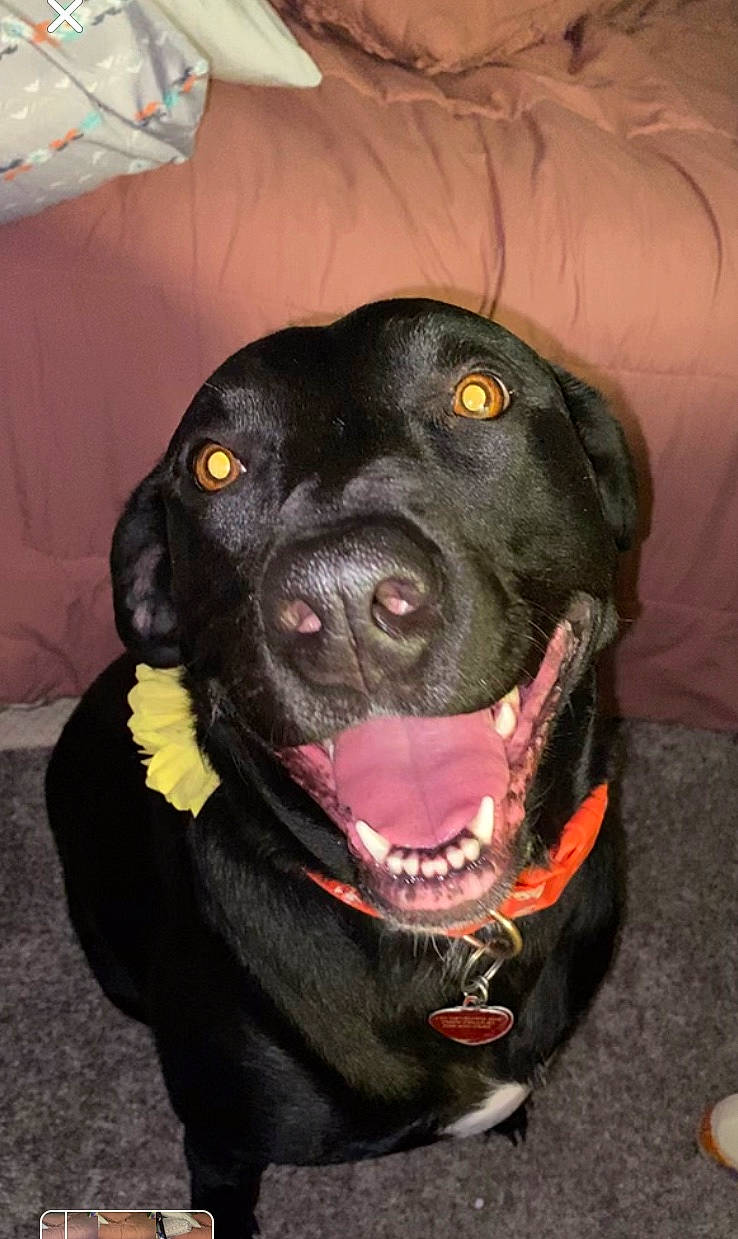 Georgia joined the competition — help win amazing prizes! canidae, carnivore, collar, companion_dog, dog, dog_breed, dog_collar, fur, iris, jaw, mammal, neck, pet_supply, snout, sporting_group, terrestrial_animal, tongue, vertebrate, whiskers, working_animal