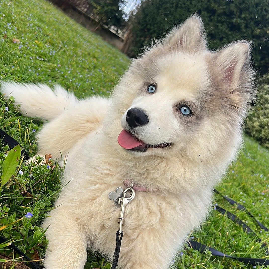 Volta a rejoint le concours — aidez-le/la à gagner de superbes lots ! animal, blue_eyes, canine, collar, cute, dog, flower, fluffy, fur, garden, grass, happy, leash, nature, outdoor, pet, playful, puppy, spring, tongue_out