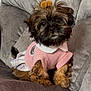 adorable, black_fur, brown_fur, clothing, collar, couch, cute, dog, eyes, fur, furniture, hair_accessory, indoor, nose, pet, plaid_skirt, puppy, sitting, small_dog, sweater