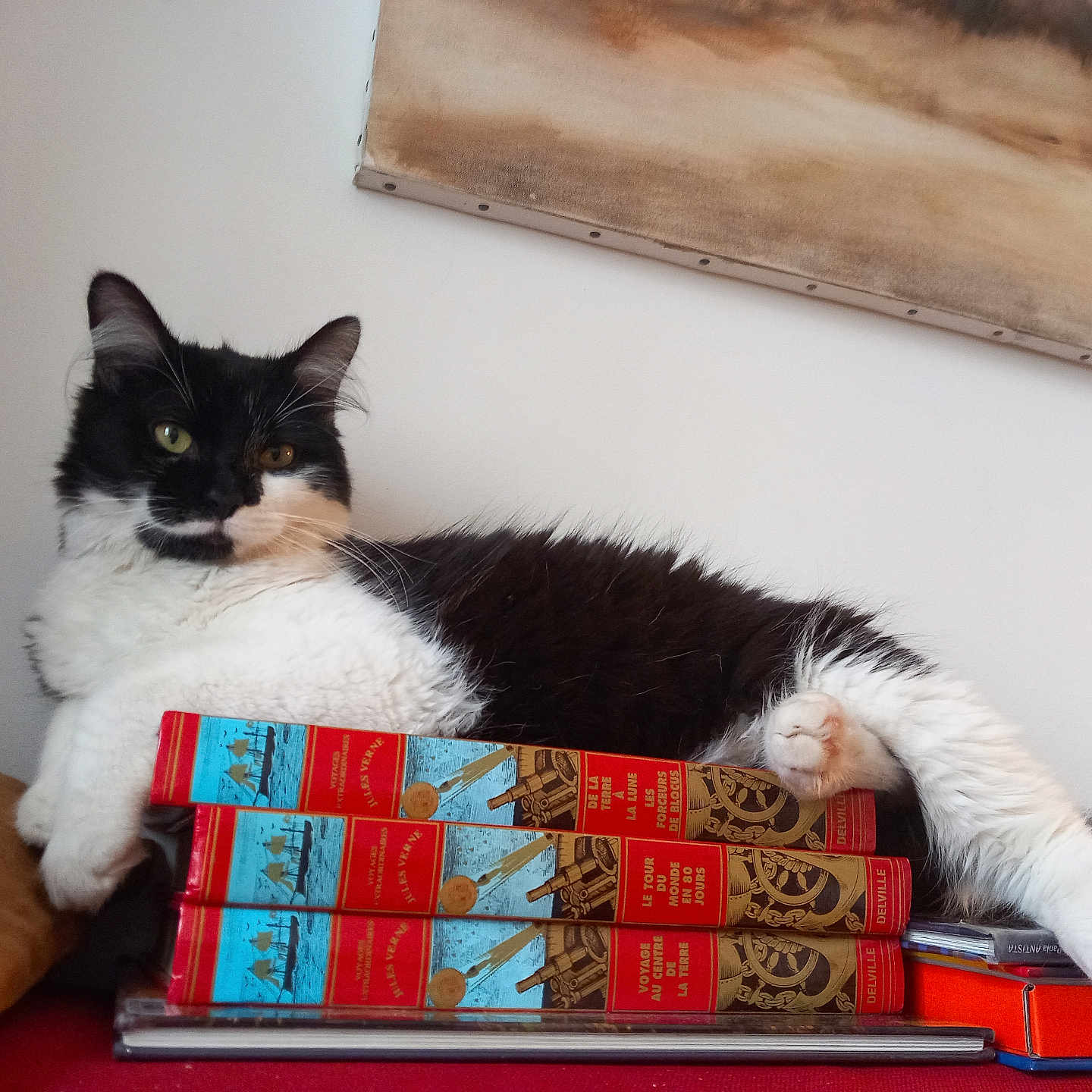 Zimoon a rejoint le concours — aidez-le/la à gagner de superbes lots ! animal, black_and_white, books, cat, cozy, curious, feline, fur, home, indoor, lounging, paw, pet, portrait, reading, relaxed, resting, stack, still_life, table