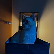 Katt joined the competition — help win amazing prizes! cat, animal, pet, indoor, box, blue_light, shadow, feline, portrait, soft_light, blurred_background, cozy, quiet, still_life, domestic, mystery, calm, sitting, side_view, whiskers