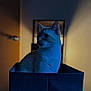 cat, animal, pet, indoor, box, blue_light, shadow, feline, portrait, soft_light, blurred_background, cozy, quiet, still_life, domestic, mystery, calm, sitting, side_view, whiskers