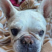 Baby is registered to the contest to win money with this photo: french_bulldog, dog, close_up, blanket, ears, face, fur, pet, domestic_animal, canine, sleeping_area, cozy, indoor, animal, cute, snout, wrinkles, companion, resting, soft_texture