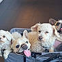dog, french_bulldog, small_dog, curly_fur, stroller, pet, animal, cute, panting, tongue_out, indoors, group, companionship, cozy, four_dogs, fur, ears, face, happy, closeup