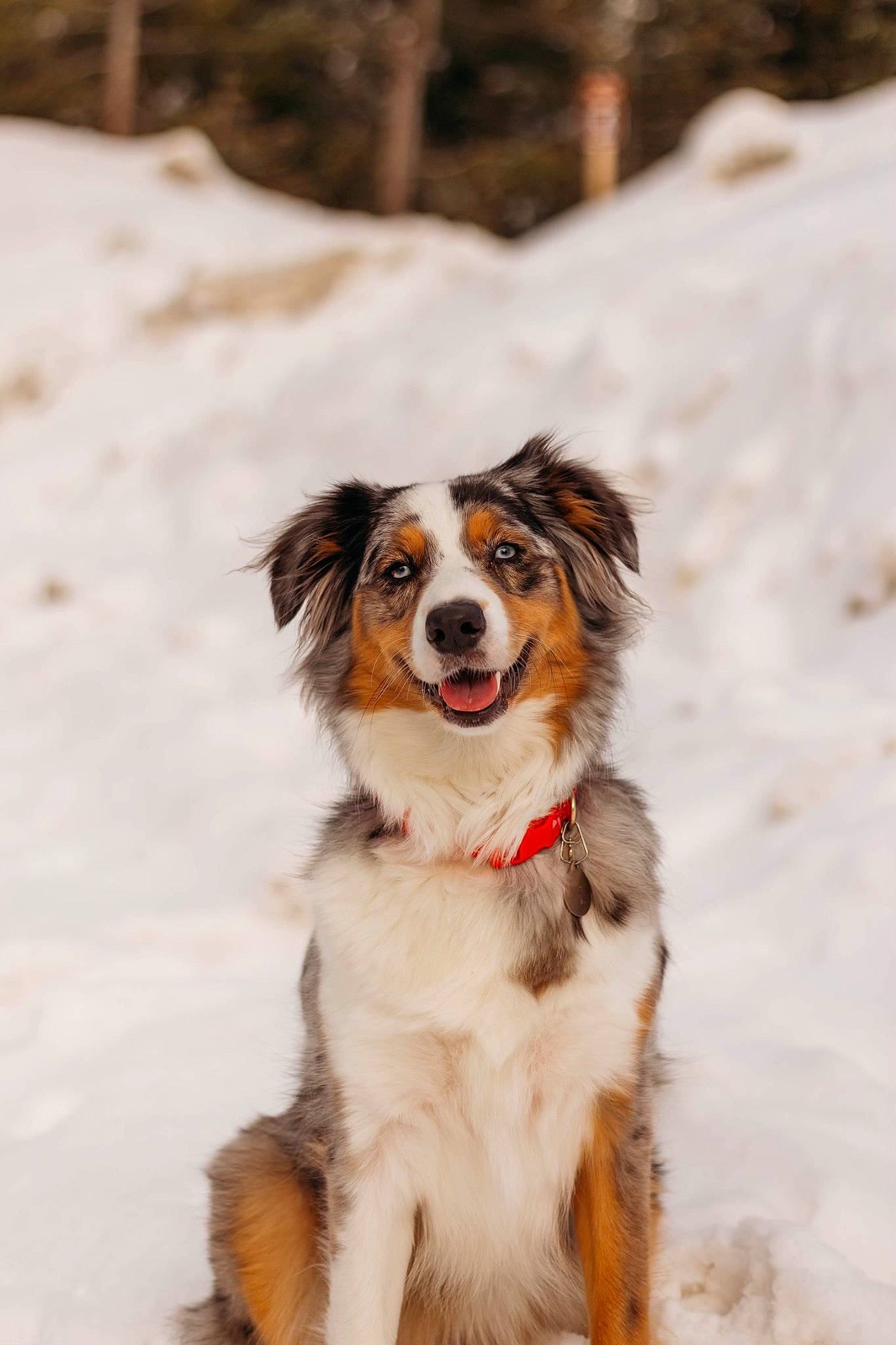 Willow Grace is registered to the contest to win money with this photo: australian_collie, australian_shepherd, canidae, carnivore, companion_dog, dog, dog_breed, freezing, fur, gun_dog, snow, sporting_group, tree, winter, working_dog