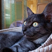 Onyx is registered to the contest to win money with this photo: cat, black_cat, yellow_eyes, basket, woven_basket, indoor, pet, feline, relaxed, close_up, side_view, whiskers, fur, ears, curious, domestic_animal, home, resting, portrait, animal