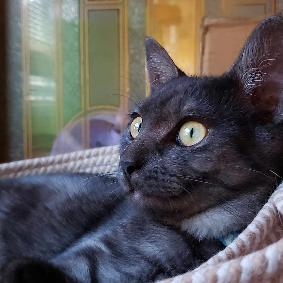 Onyx is registered to the contest to win money with this photo: animal, basket, black_cat, cat, close_up, curious, domestic_animal, ears, feline, fur, home, indoor, pet, portrait, relaxed, resting, side_view, whiskers, woven_basket, yellow_eyes