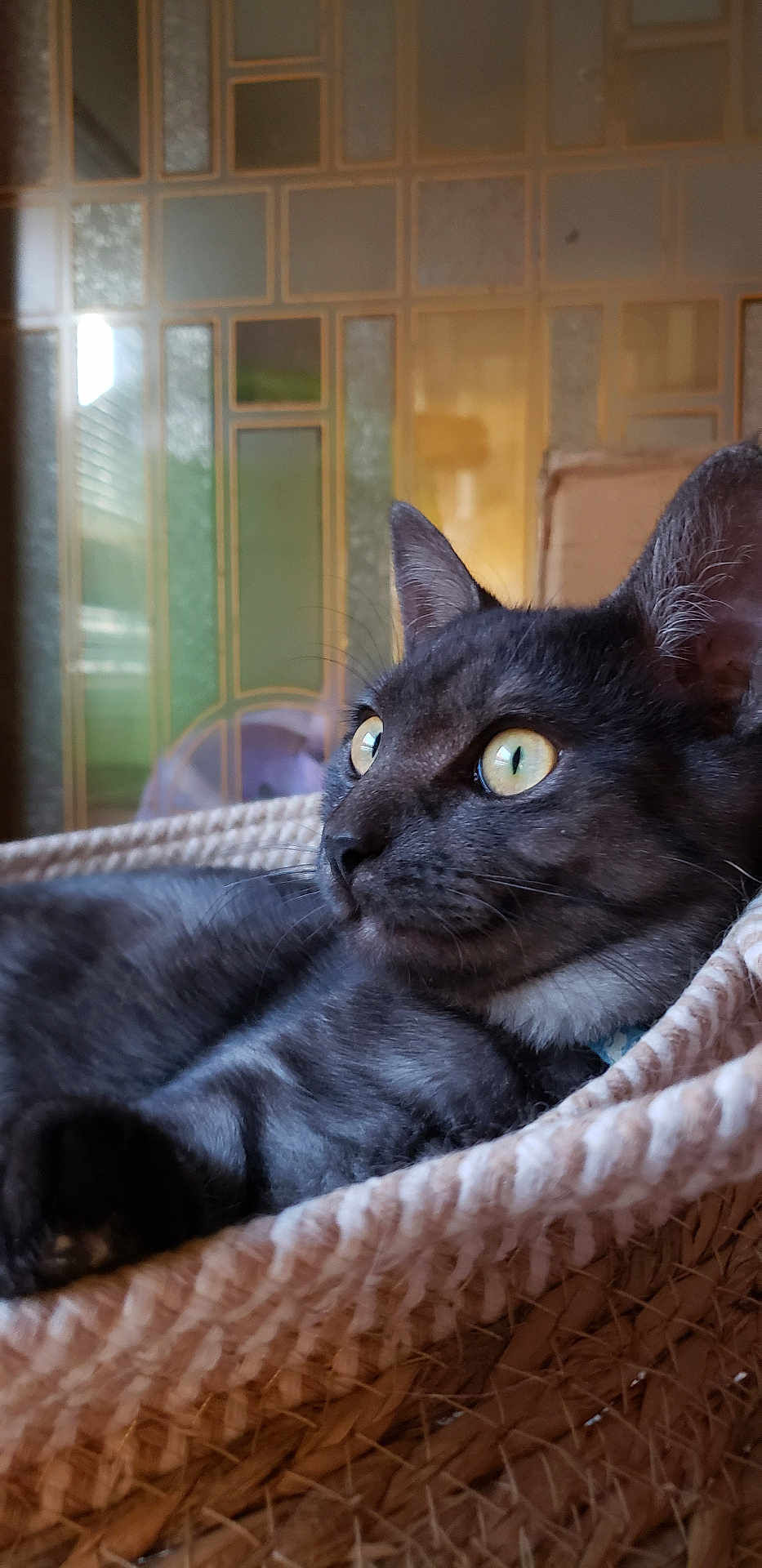 Onyx is registered to the contest to win money with this photo: cat, black_cat, yellow_eyes, basket, woven_basket, indoor, pet, feline, relaxed, close_up, side_view, whiskers, fur, ears, curious, domestic_animal, home, resting, portrait, animal