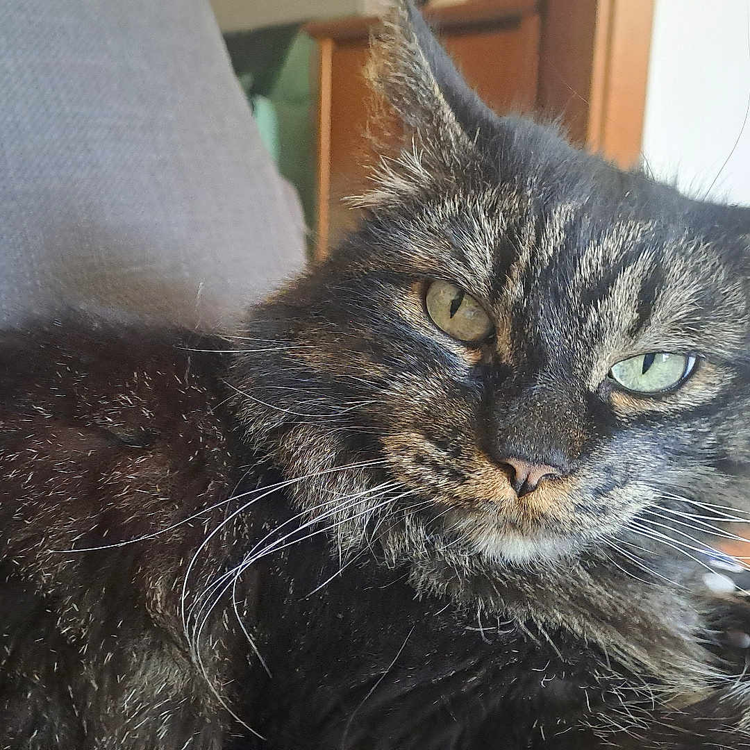 Chicca