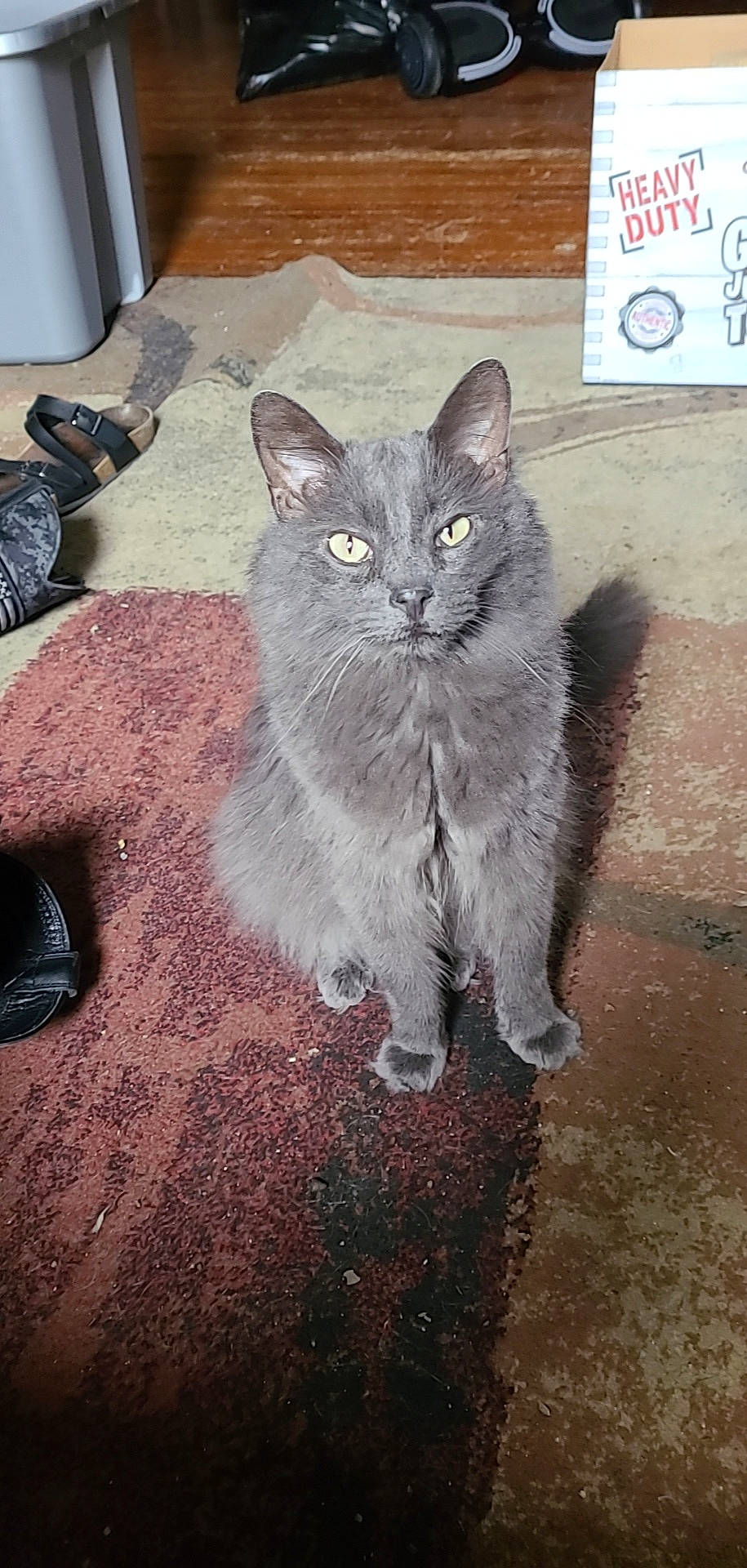 Bugsy is registered to the contest to win money with this photo: automotive_tire, black_cat, british_longhair, carnivore, cat, domestic_short_haired_cat, felidae, flooring, fur, grey, paw, road_surface, sitting, small_to_medium_sized_cats, snout, tail, terrestrial_animal, tire, whiskers, window