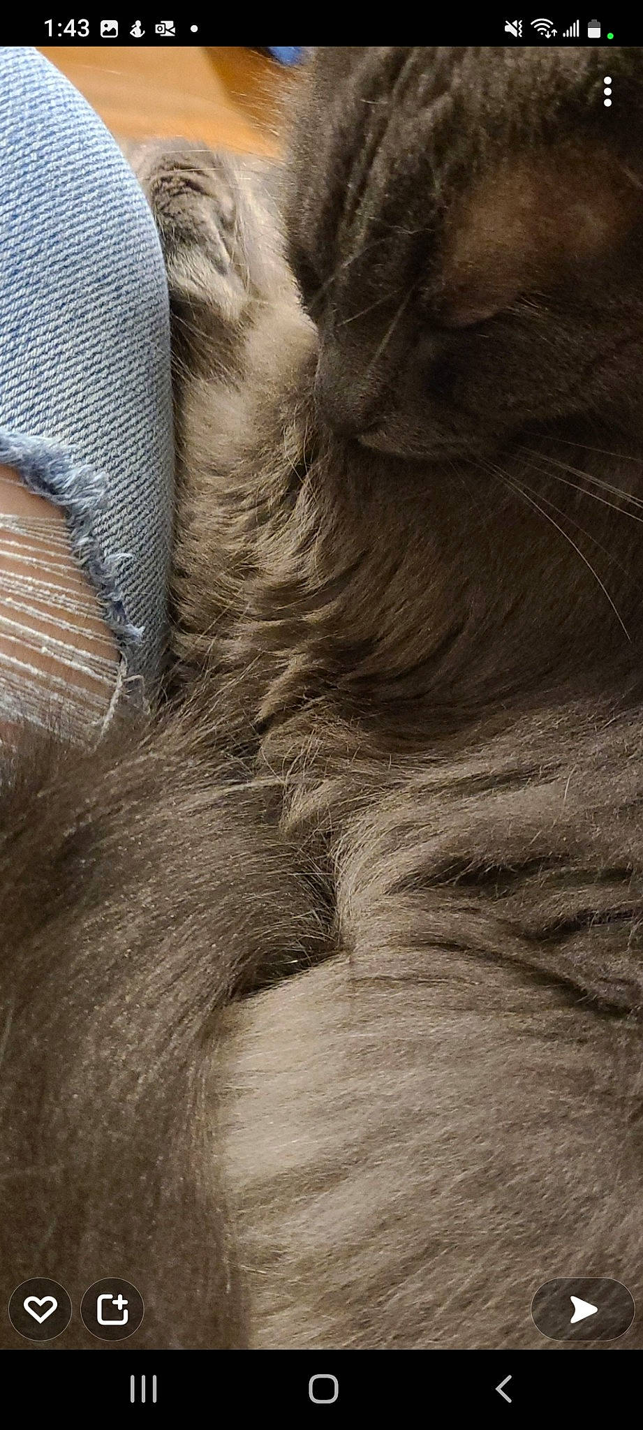 Bugsy is registered to the contest to win money with this photo: cat, claw, comfort, dog_breed, fawn, felidae, fur, grey, hardwood, human_leg, liver, pattern, paw, small_to_medium_sized_cats, snout, tail, terrestrial_animal, whiskers, wood, wrinkle